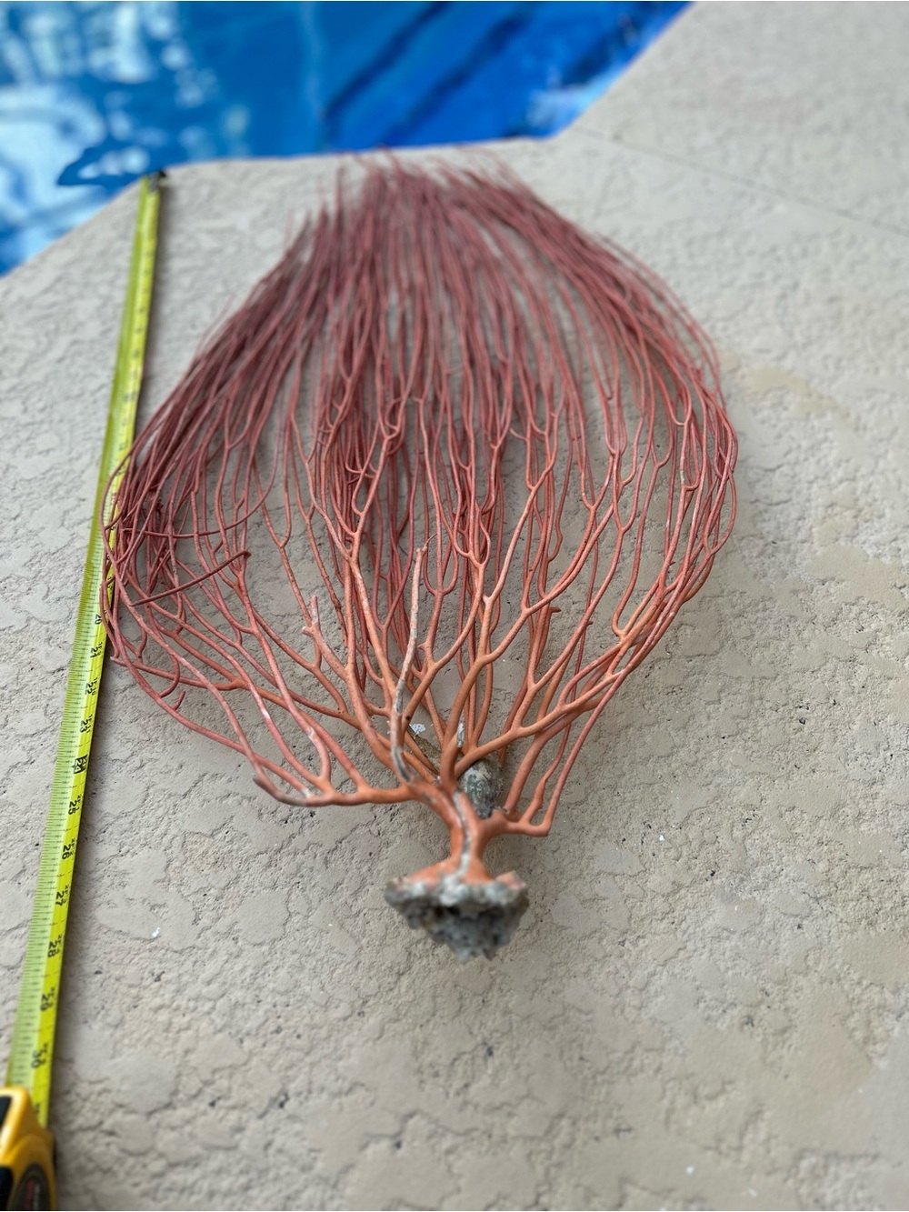 Rare Gorgonian Dried Sea Whip Fans